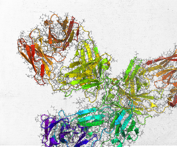 Antibody Humanization Guided by Computational Modeling