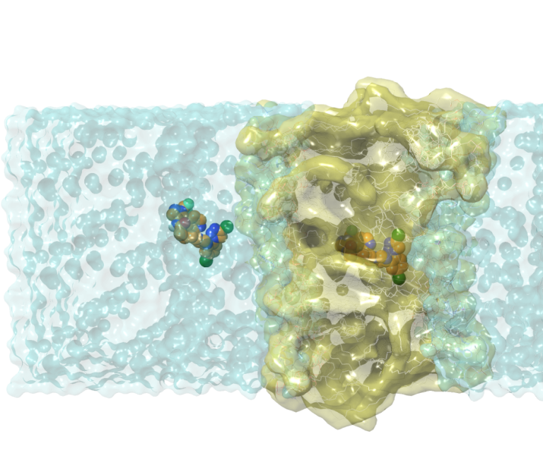 Membrane Permeability