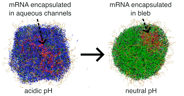 Characterizing lipid nanoparticle self-assembly and structure using coarse-grained simulations